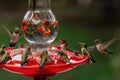 close-up of hummingbird feeder with a flurry of hummingbirds