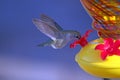 Close-up Hummingbird mid-flight eating nectar from a feeder Royalty Free Stock Photo