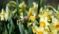 Close up of a hummingbird moth feeding on a blooming flower head, Narcisus Royalty Free Stock Photo