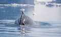 Close up humpback whale beginning to dive amongs the icebergs in the Ilulissat Icefjord in Greenland