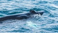 Close-up of Humpback Whale , Dalvik Icelan Royalty Free Stock Photo