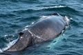 Close-up of Humpback Whale , Dalvik Icelan Royalty Free Stock Photo