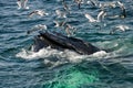 Humpback Whale Megaptera novaeangliae Royalty Free Stock Photo