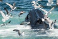 Humpback Whale Megaptera novaeangliae Royalty Free Stock Photo