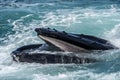 Humpback Whale (Megaptera novaeangliae) feeding off the coast of Cape Cod Royalty Free Stock Photo