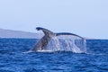 Close Up Humbpack Whale Tail Dripping Water Diving into Sea Royalty Free Stock Photo