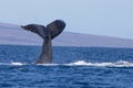 Humpback Whale Tail in Hawaii Ocean Seascape Royalty Free Stock Photo