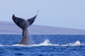 Humpback Whale Tail Emerges Straight Up From Ocean Royalty Free Stock Photo