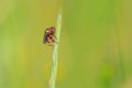 humpbacked fly