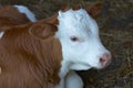 Close up of Hungarian cow breed calf