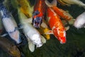 Close-up Of A Hungry Carp Poking Its Head Out Of The Water In Anticipation Of Feeding. Koi Carp Are Ornamental Domesticated Fish