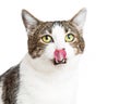 Close-up of Hungry Cat With Tongue Sticking Out Royalty Free Stock Photo
