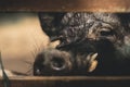 Close-up of hungry curious pig looks at the camera behind a fence on a farm on a summers day. Royalty Free Stock Photo