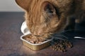 Close-up of hungry ginger cat eating out of ac an of wet cat food.