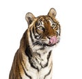 Close-up on a hungry male tiger\'s head, big cat, isolated