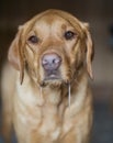 Close up of a hungry yellow labrador retriever dog drooling and salivating