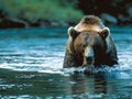 Grizzly bear in river