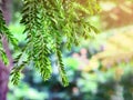 Huperzia leaves hanging down with blurred background