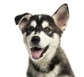 Close-up of a Husky malamute puppy panting, isolated