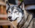 Close up husky with one blue eye and and one brown eye