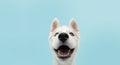 Close-up husky puppy dog with colored eyes and happy expression. Isolated on blue background Royalty Free Stock Photo