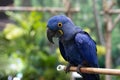 Close-up of a Hyacinth Macaw perched on a branch. Royalty Free Stock Photo