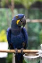 Close-up of a Hyacinth Macaw perched on a branch. Royalty Free Stock Photo