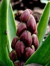 close up of hyacinthe