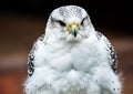 Hybrid Falcon