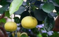 Close up of the hybrid grapefruit citrus `Oroblanco` on the tree Royalty Free Stock Photo