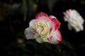 hybrid pink white rose flower Royalty Free Stock Photo