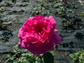 Hybrid tea rose \'Duftrausch\' flowering with very large, violet-pink, double flowers in bright sunlight in a park