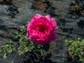 Rose \'Duftrausch\' flowering with very large, violet-pink, double flowers in bright sunlight in a park