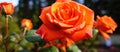 Close up of a hybrid tea rose in a garden, Rosa x centifolia in the rose family Royalty Free Stock Photo