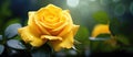 Close up of a hybrid tea rose with water drops on petals Royalty Free Stock Photo