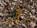 Hybrid witch hazel (hamamelis intermedia) flowering with yellow and orange twisted petals on bare stems in spring