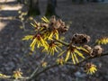 Hybrid witch hazel (hamamelis intermedia) flowering with yellow and orange twisted petals on bare stems in spring