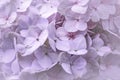 Close up of a hydrangea