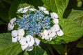 Close up of a Hydrangea bretschneideri flower.