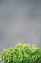 Close up of a hydrangea flower
