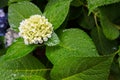 Close-up of a hydrangea flower about to bloom in a home garden with bright green leaves with water droplets on them Royalty Free Stock Photo