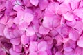 Close up of hydrangea hortensia pink flowers Royalty Free Stock Photo
