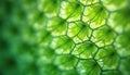 Close-up of Hydrilla leaf surface. Microscopic view of plant cell structure. Green leaf cells with a hexagonal pattern. Biology, Royalty Free Stock Photo