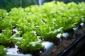 close-up of hydroponic lettuce growing in nutrient solution