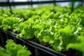 close-up of hydroponic lettuce growing in nutrient solution