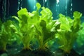close-up of hydroponic lettuce roots in nutrient solution