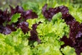 Close up of Hydroponic Plantation in the farm