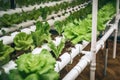 close-up of hydroponic system, with water and nutrients flowing through the pipes