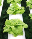 Close up of hydroponics vegetable with water dew Royalty Free Stock Photo