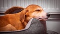 Close up of a Hygenhund dog & x28;Canis lupus familiaris& x29; sleeping on its bed Royalty Free Stock Photo